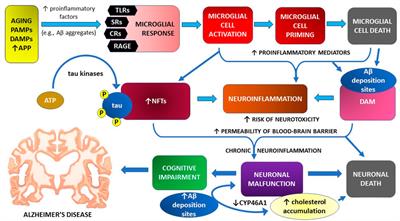 Sirtuins promote brain homeostasis, preventing Alzheimer’s disease through targeting neuroinflammation